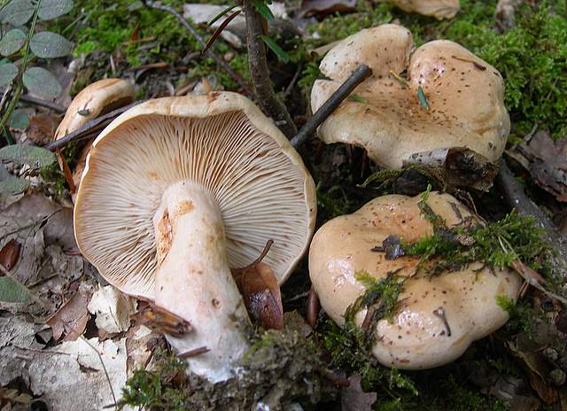 I  Funghi della collina pianeggiante